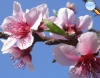 Peach flower