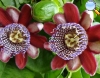 Passion fruit flower