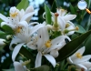 Orange tree flower