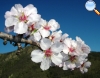 Almond tree flower