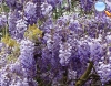 Wisteria