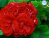 Red geranium