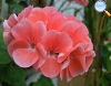 Rose geranium