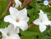 White Jasmine