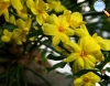 Yellow Jasmine