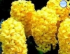 Yellow Hyacinth