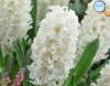 White Hyacinth