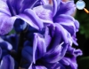 Purple Hyacinth