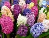 Hyacinth