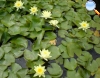 Water Lily