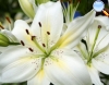 White Lily