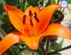 Orange Lily