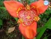 Tiger Lily