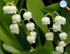 Lily of the valley