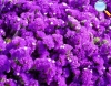 Sea Lavender