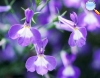 Lobelia