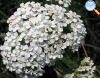 Yarrow