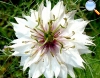 Nigella