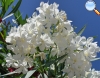 Oleander