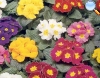 Primula