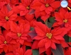 Poinsettia