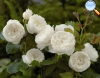 Musk Rose