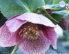 Christmas Rose (Helleborus niger)