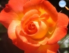 Yellow and orange Rose