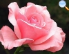 Light-rose colored Rose