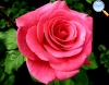 Rose-colored Rose