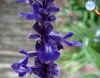 Salvia