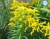 Goldenrod