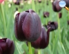 Black Tulip