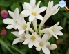 Tuberose