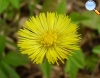 Coltsfoot