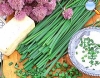 Allium schoenoprasum (chives)