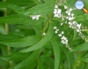 Aloysia citriodora (lemmon verbena)