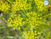 Anethum graveolens (Dill)