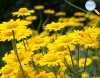 Anthemis tinctoria (yellow chamomile)