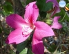 Bauhinia purpurea