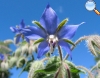 Borago officinalis (Borage or starflower)