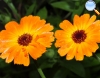 Calendula officinalis