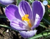 Crocus sativus (saffron)