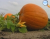 Cucurbita pepo (pumpkin)