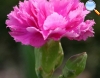 Dianthus caryophyllus (carnation)