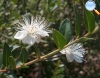 Myrtus communis (myrtle)