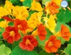 Nasturtium