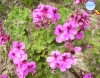 Pelargonium capitatum (coastal geranium)