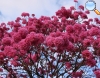 Tabebuia impetiginosa