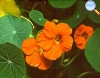Tropaealum majus (nasturtium)